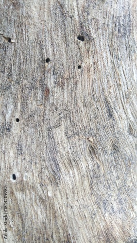 Close-up view of weathered, textured wood grain with small holes, showcasing natural patterns and decay.