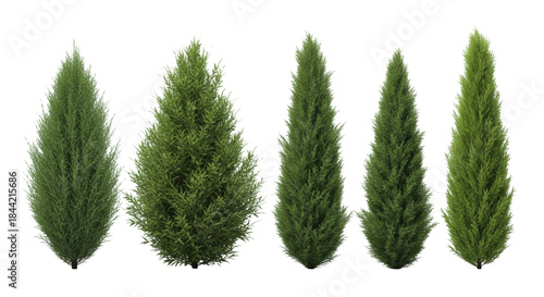 Five different evergreen coniferous trees and shrubs isolated on a white background, showcasing various shapes and textures for landscaping and design.
