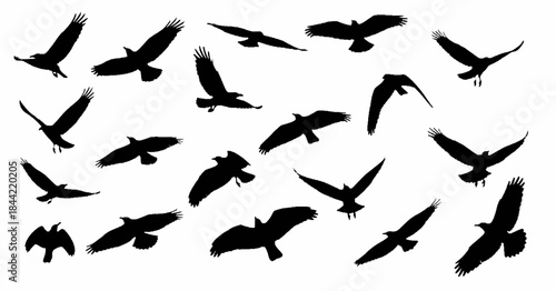 Flock of Birds in Flight from a Low Angle Viewpoint