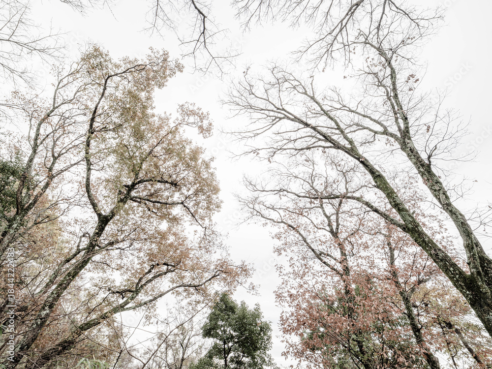 Obraz premium 晩秋の神戸六甲の金鳥山の登山道