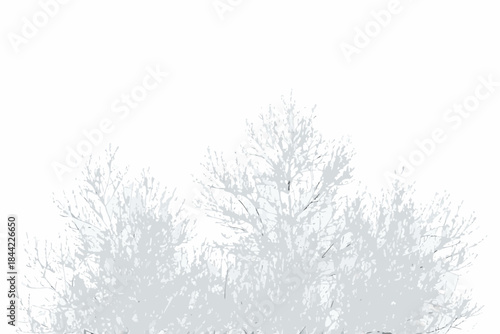 Delicate silhouettes of bare branches against a stark white background