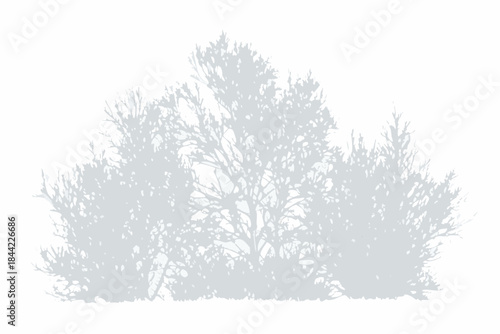 Silhouetted evergreen trees against a plain white background nature s simple form