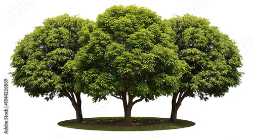 Three vibrant, leafy green trees, isolated on white with a small patch of grass below