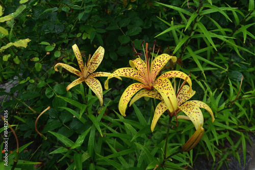 Unusual yellow flowers on a green background.