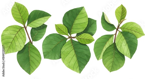 Three vibrant, watercolor-style sprigs of green leaves, each with a stem, against a white background