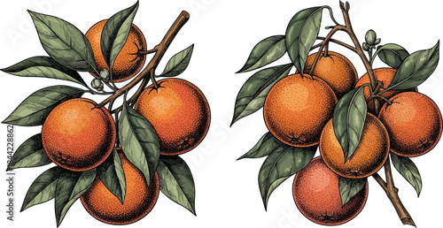 Citrus Orange Branch With Multiple Fruits and Leaves Vintage Engraving Botanical Vector Illustration Set