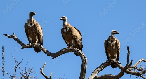 Three vultures perch on a barren tree branch against a clear, bright blue sky