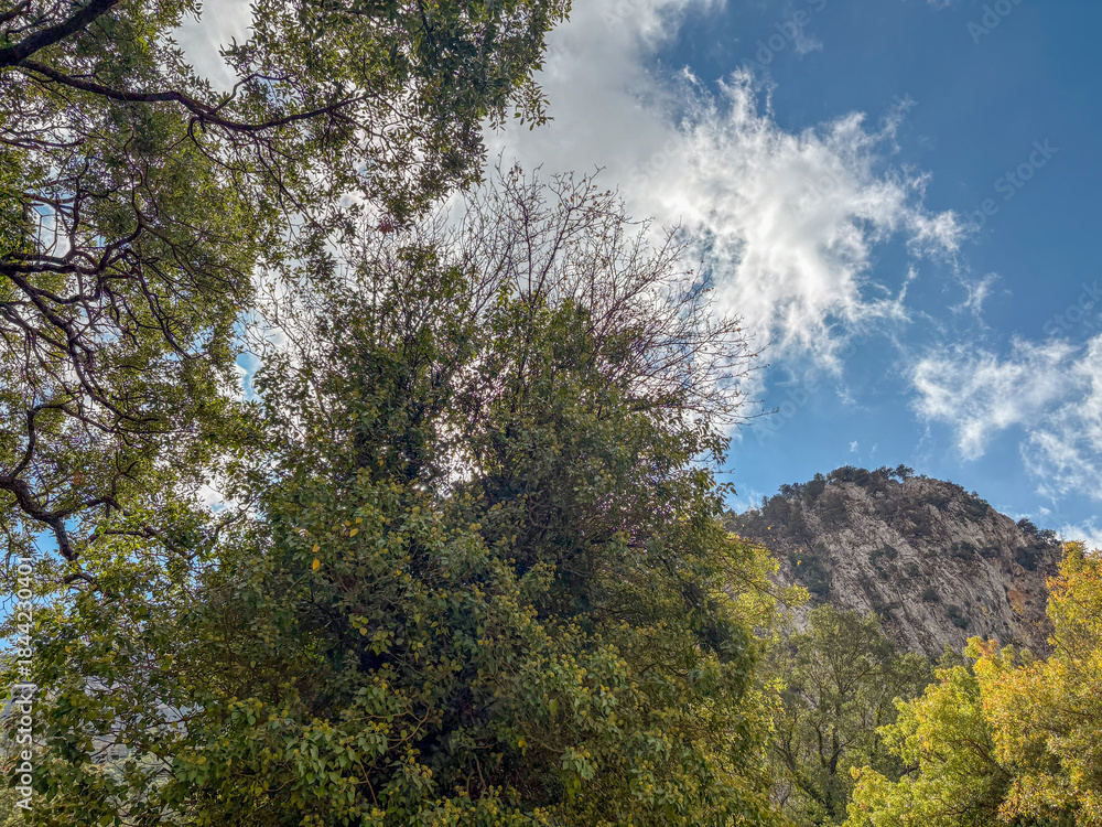 Fototapeta premium Looking up through forest trees toward mountain and clear blue sky