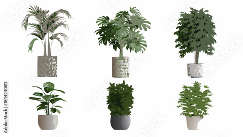 A collection of various potted indoor plants with different leaf structures