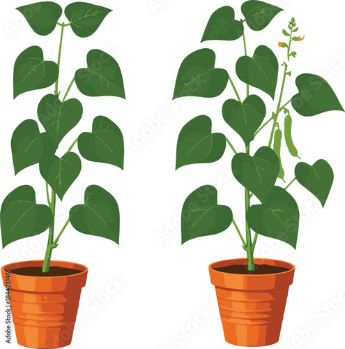 Potted climbing house plant growth stages illustration with green leaves and flowers, simple botanical vector for gardening, indoor plants and nature design