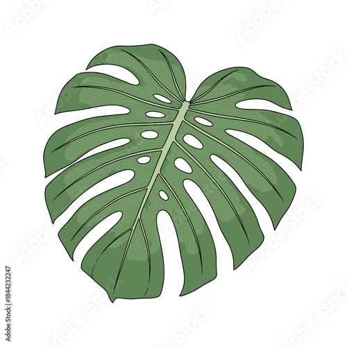 hand-drawn botanical vector of Monstera deliciosa