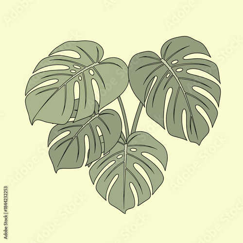 Smooth hand-drawn vector of Monstera deliciosa leaves