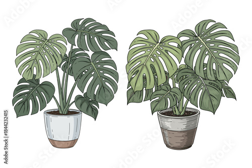 Hand-drawn botanical vector of Monstera deliciosa growing in a simple ceramic pot