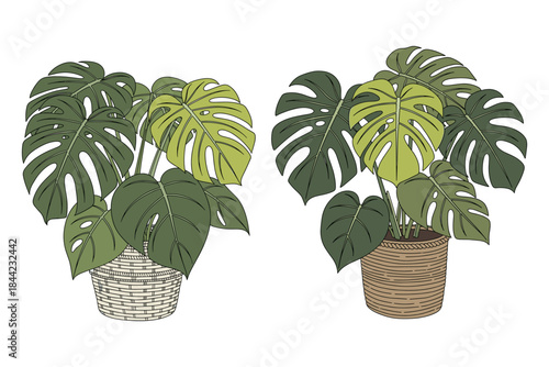 Hand Drawn Monstera Deliciosa in Woven Basket Pot Vector Illustration