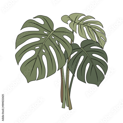 Hand-drawn botanical vector illustration of Monstera deliciosa