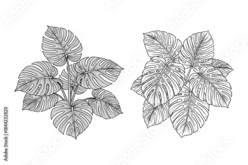 vector illustration of Monstera deliciosa plant leaf