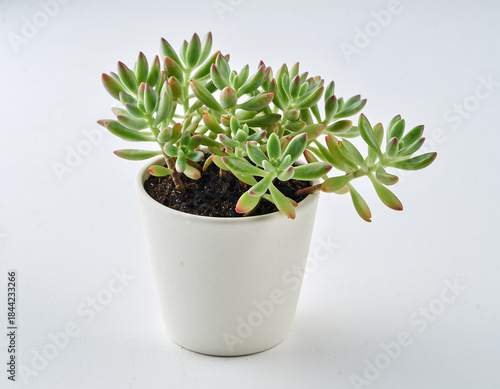 Green houseplant in a white flowerpot with fresh leaves, isolated on a white background