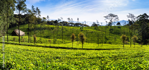 The Loolecondera estate was the first tea plantation estate in Sri Lanka (Ceylon) started in 1867 by Scotsman James Taylor, it is situated in Kandy, Sri Lanka.