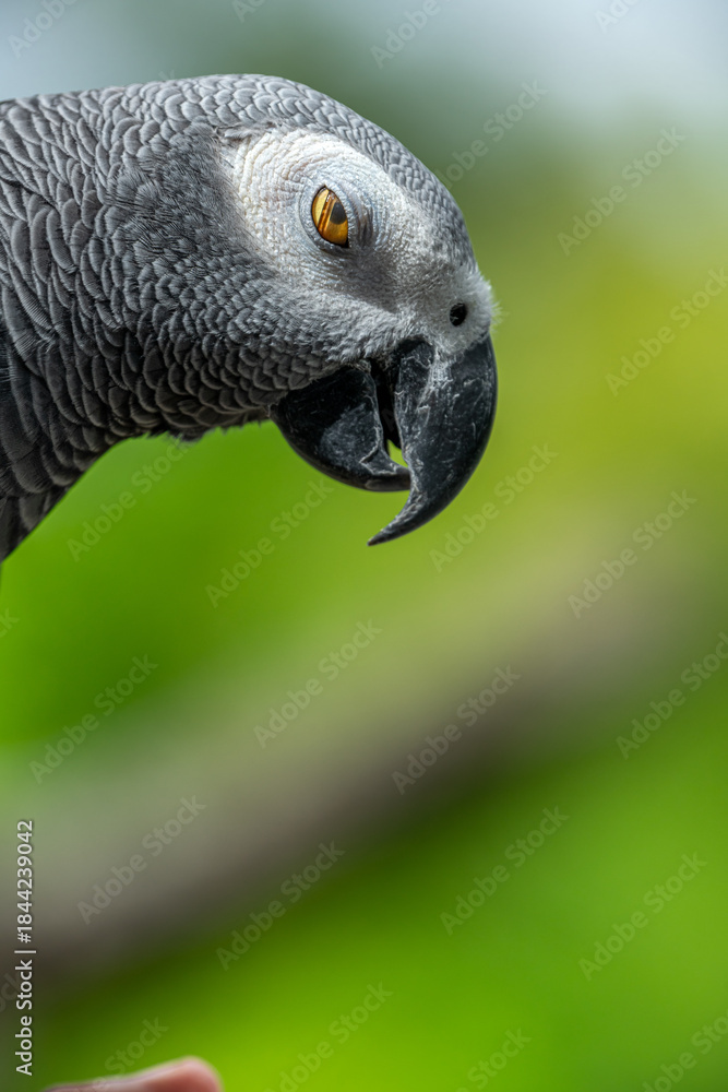 Obraz premium Portrait of African grey parrot against jungle. Side view of wild grey parrot head on green background