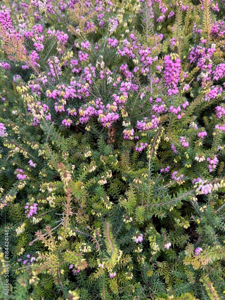 Obraz premium Close-up of blooming pink and pale purple heather flowers covering dense green foliage in a natural outdoor garden setting.