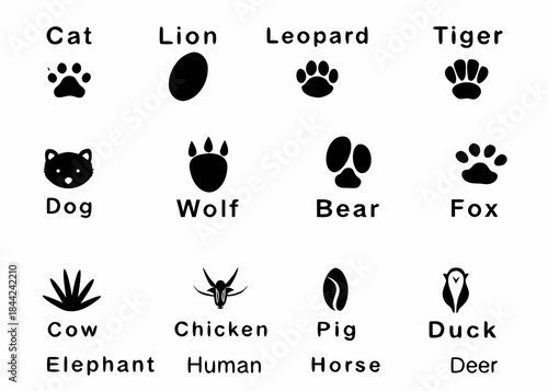 Animal footprints and silhouettes a diverse collection of wildlife representations