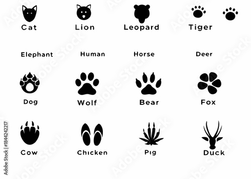 Animal footprints and silhouettes a diverse collection of species represented visually