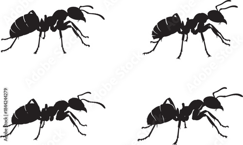 Four black ants walking in different directions 