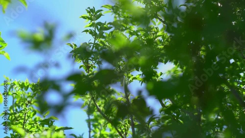 green leaves in the wind