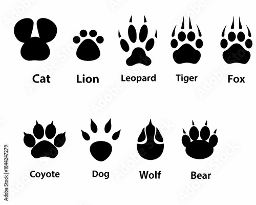 Diverse animal footprints cat lion leopard tiger fox coyote dog wolf and bear