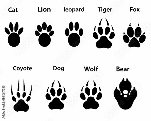 Animal footprints a visual comparison of paws from various wild creatures