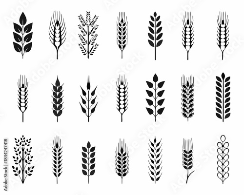 Variety of wheat stalks and grain heads in a black and white illustration