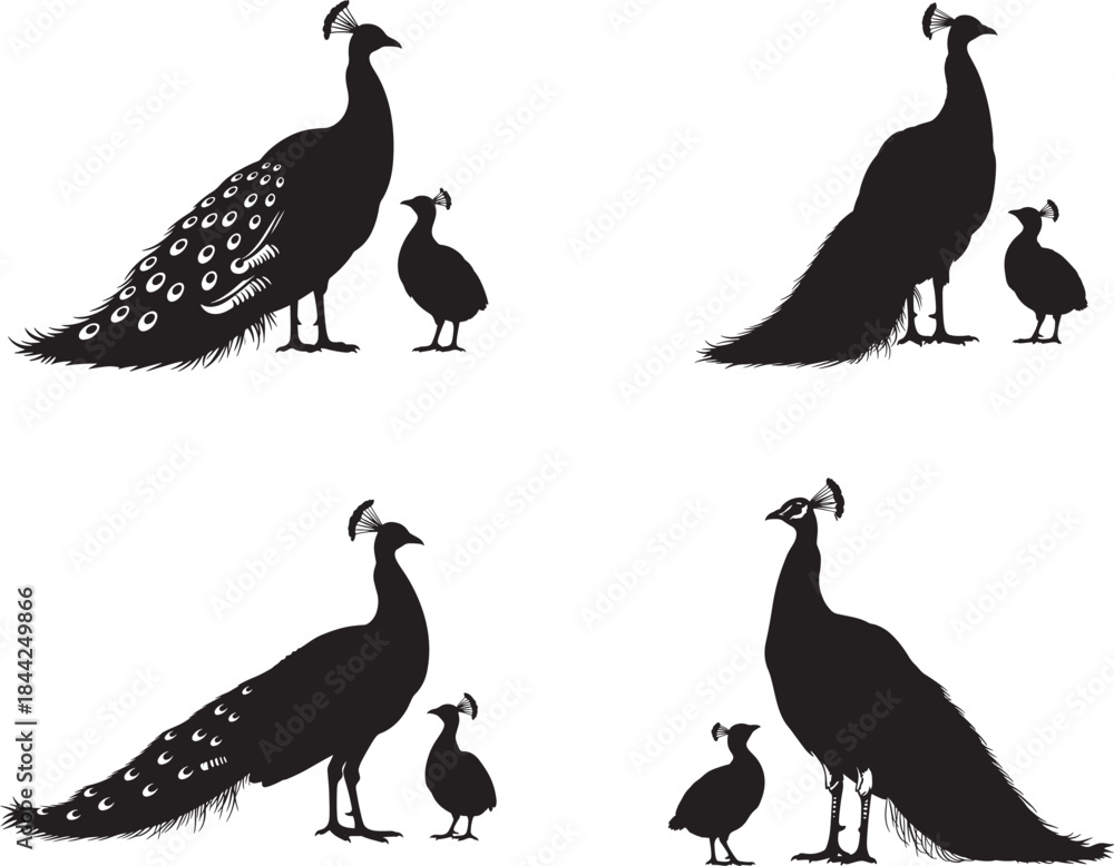 Fototapeta premium Peacock and peafowl silhouette illustrations