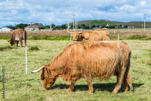 Scottish Highlands Cow, long-haired cow, grazes on grass in a field in the Scottish countryside