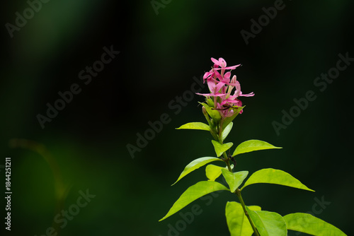 Pink and green flower with soft white petals blooming in a spring garden closeup