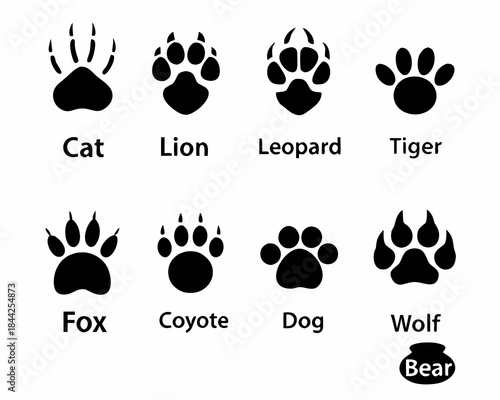 Animal paw prints a comparative illustration of different species tracks