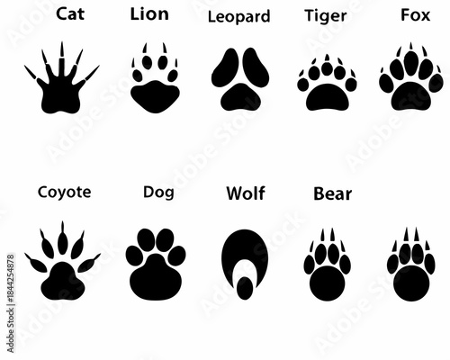 Animal paw prints a comparative illustration of feline and canine tracks