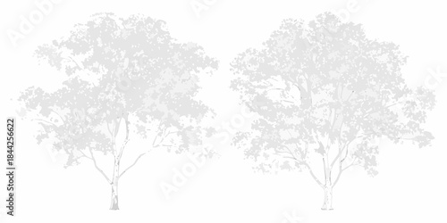 Two detailed grey trees with full canopies against a white background