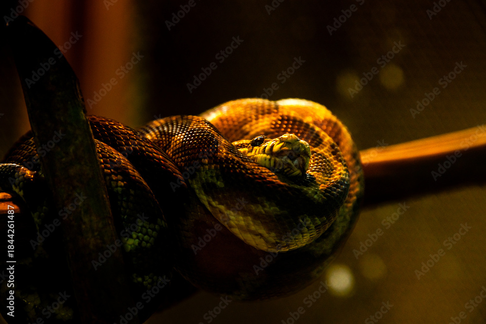 Fototapeta premium Corallus annulatus, known as the ringed tree boa, annulated tree boa on a branch in a terrarium. Portrait of a boa from the Central American rainforest
