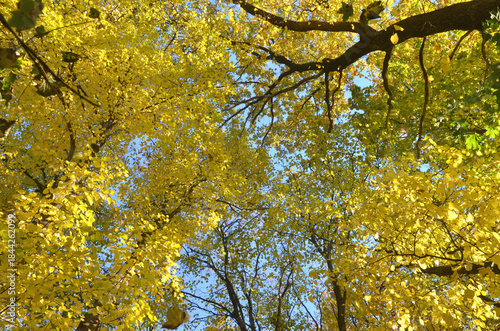 Treetops with yellow foliage against a blue autumn sky.