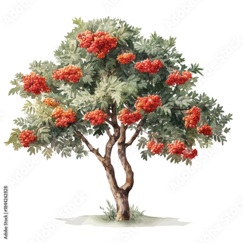 Watercolor-style vector illustration of Rowan Tree, isolated on a clean white background.