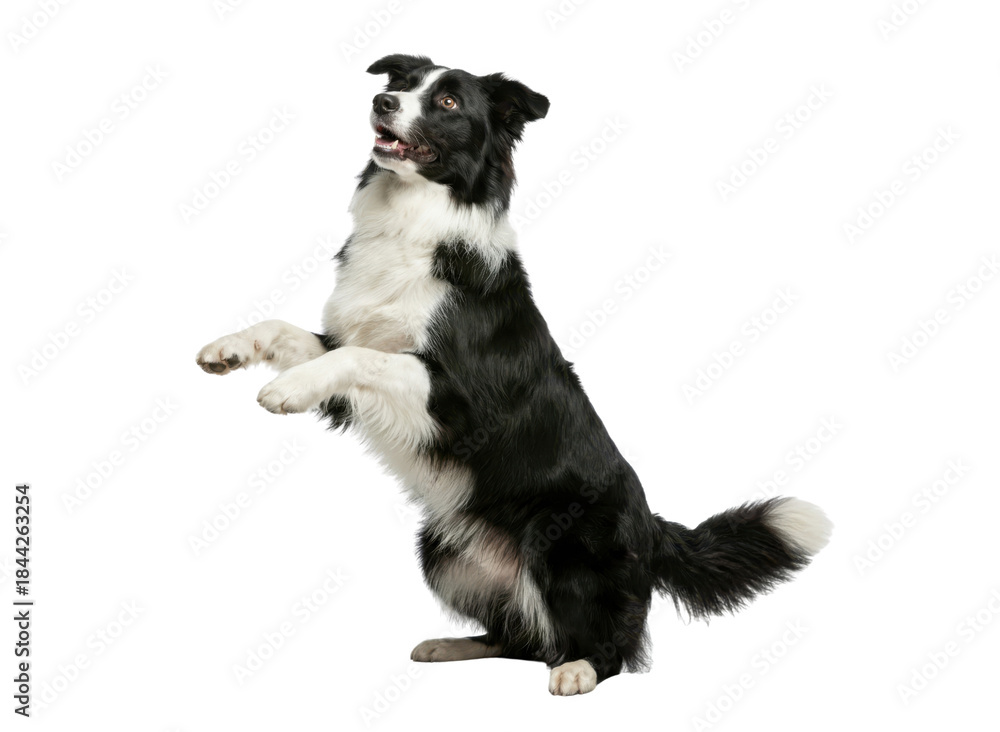 Obraz premium Isolated Black and White Border Collie Dog Standing on Hind Legs