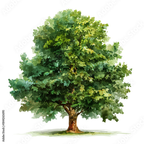 A watercolor painting of Plane Tree, vector illustration on white background.