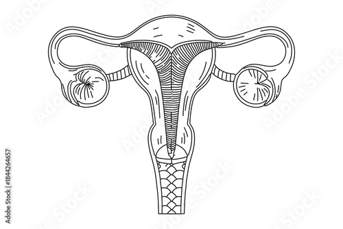 Medical uterus drawing continuous one line art vector