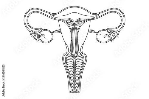 Female womb outline one line art, modern medical icon