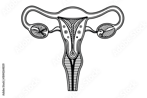 Minimal uterus icon continuous one line drawing vector