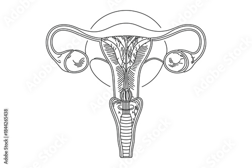 Uterus outline icon one line art modern vector illustration