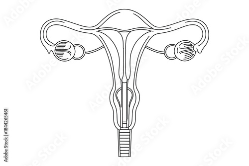 Female fertility uterus continuous one line minimalist drawing