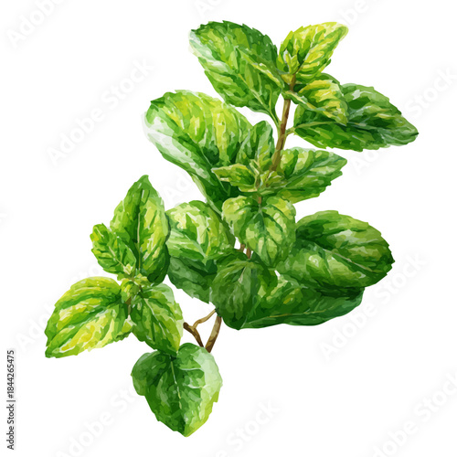 Spearmint, watercolor painting, vector illustration, isolated on a white background.