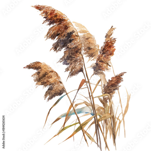 Reed in watercolor style, vector illustration, isolated on white background.