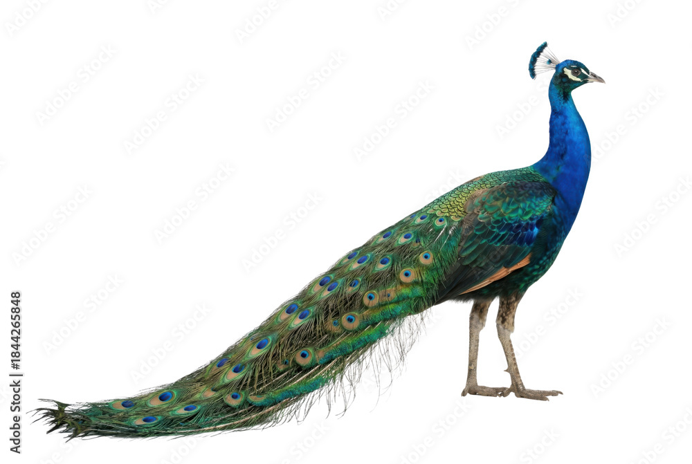 Obraz premium Vibrant Blue and Green Peacock with Long Tail Isolated on White Background